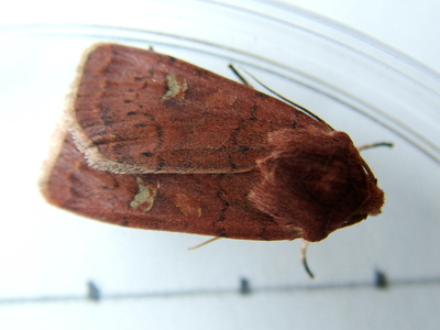Square-spot Rustic